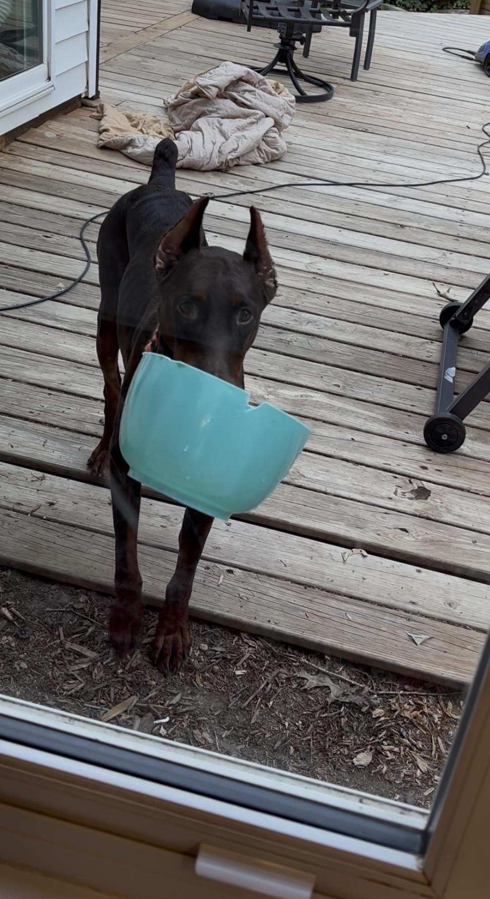 Fergie, a Adoptable Doberman Pinscher in Matthews, NC image 2/6