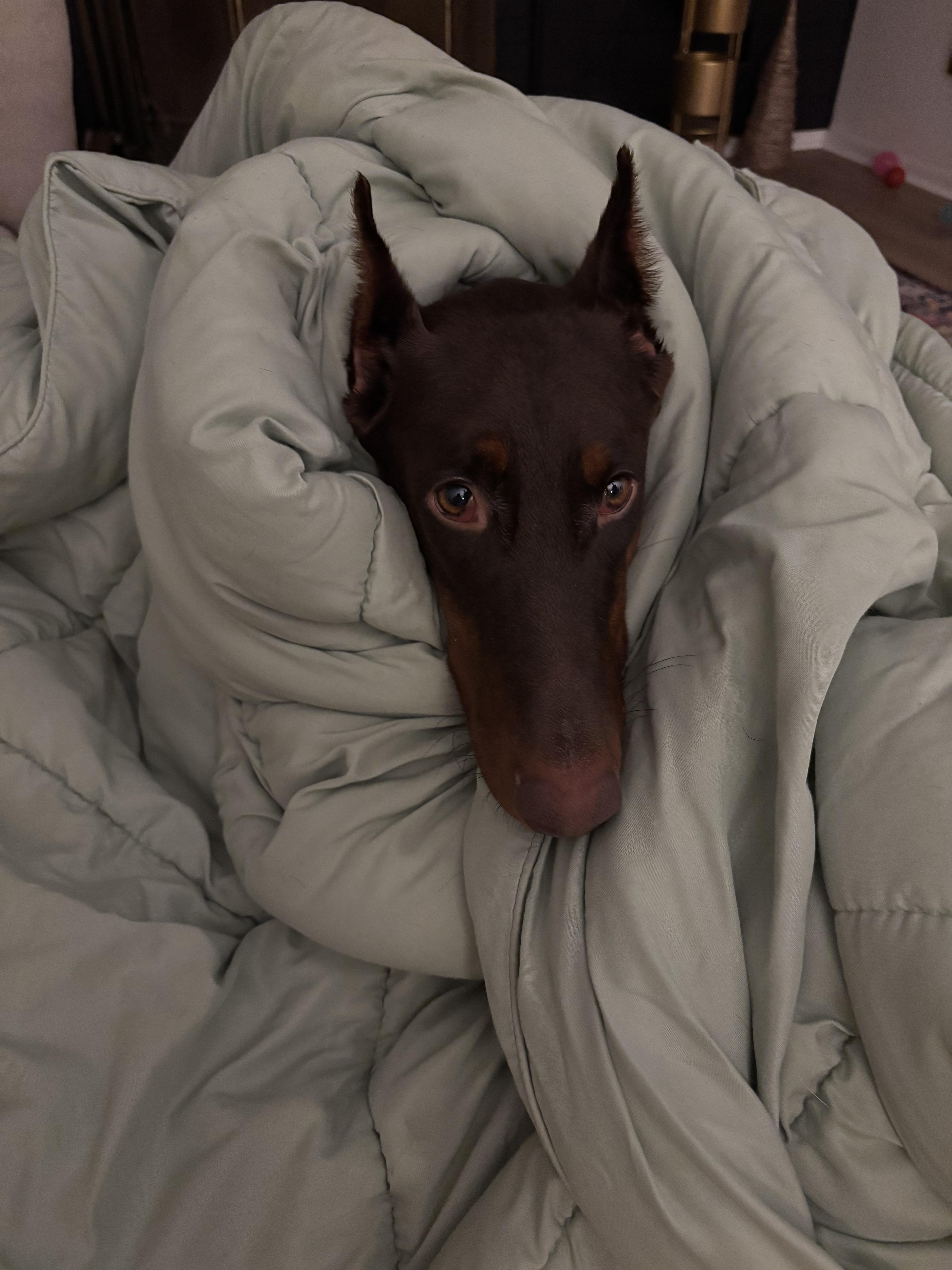 Fergie, a Adoptable Doberman Pinscher in Matthews, NC image 3/6