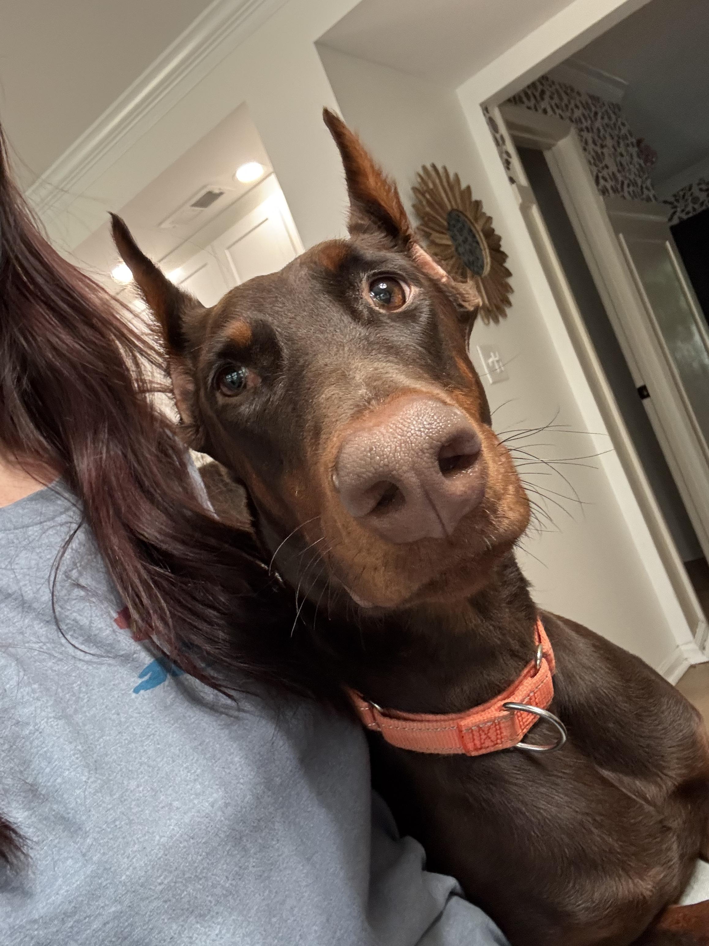 Fergie, a Adoptable Doberman Pinscher in Matthews, NC image 4/6