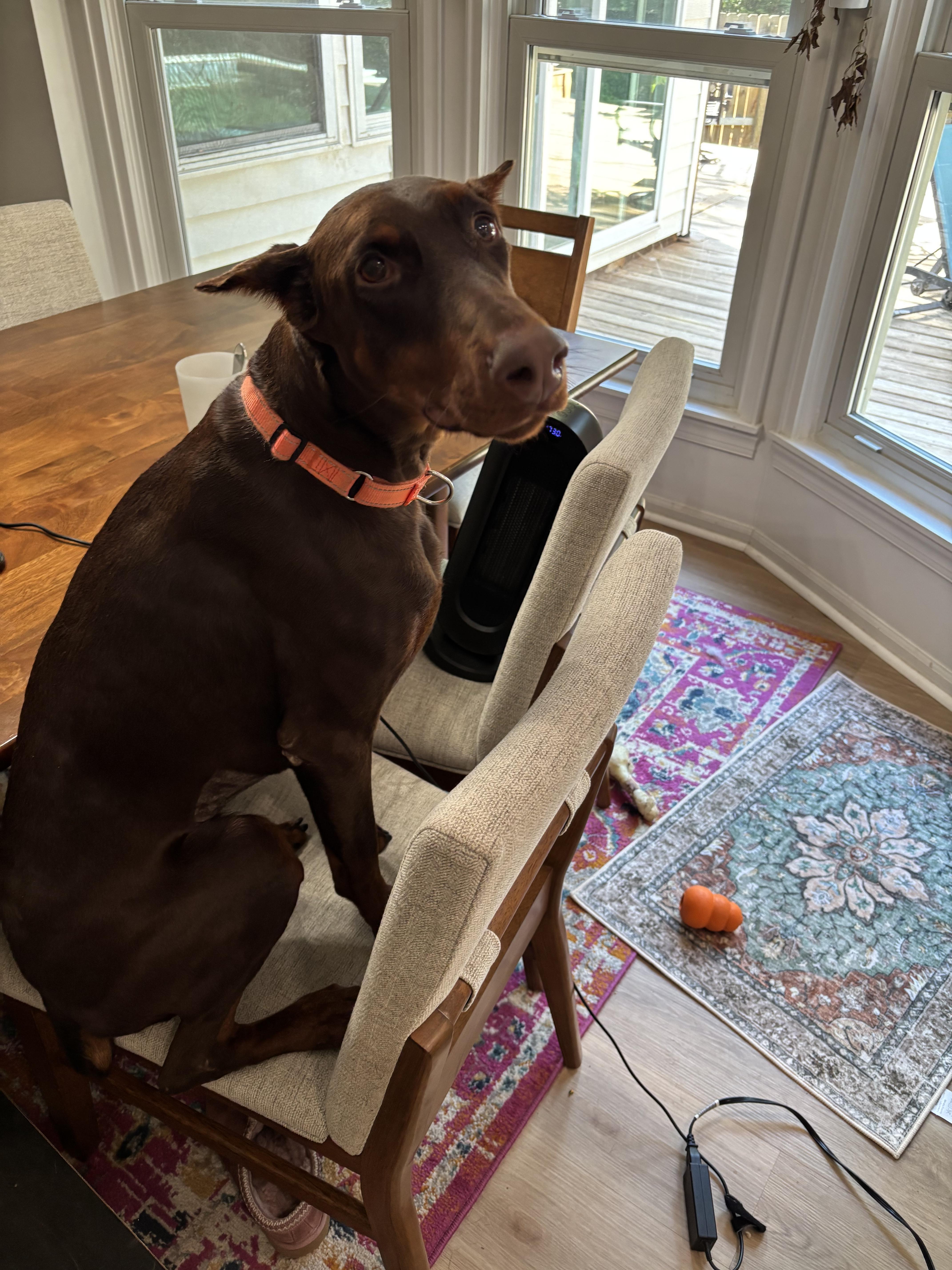 Fergie, a Adoptable Doberman Pinscher in Matthews, NC image 5/6