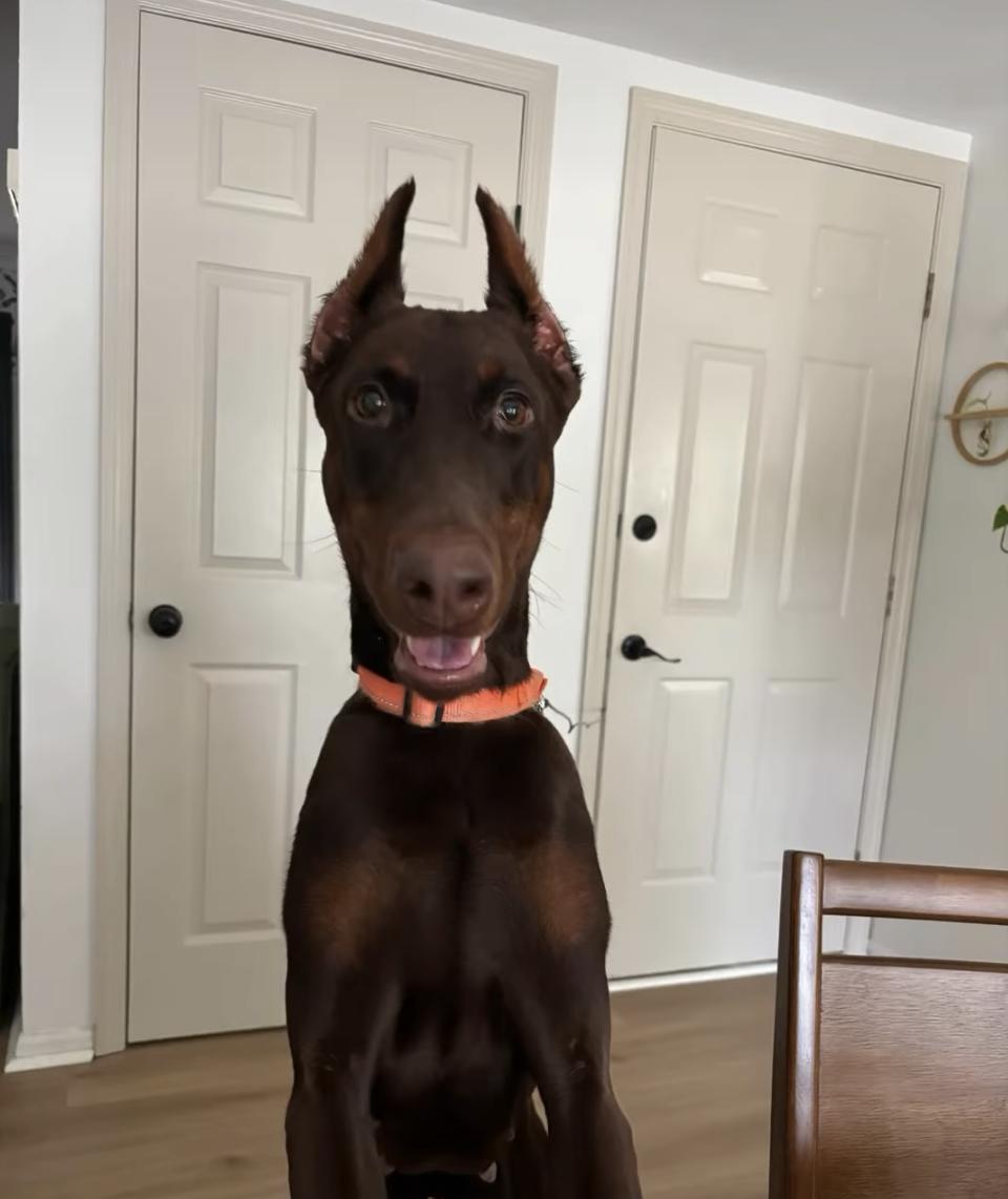 Fergie, a Adoptable Doberman Pinscher in Matthews, NC image 6/6