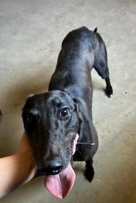 Jacobite Power (Bertha), Adopted, Adult Female Greyhound.