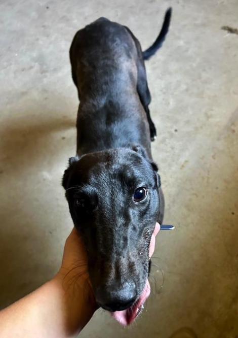 Enlarge Jacobite Power (Bertha), a Adopted Greyhound in Tarpon Springs, FL image 2/3