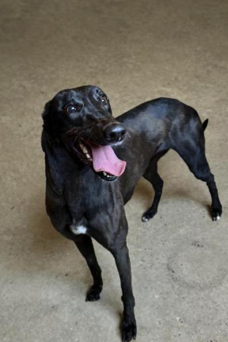 Enlarge Jacobite Power (Bertha), a Adopted Greyhound in Tarpon Springs, FL image 3/3