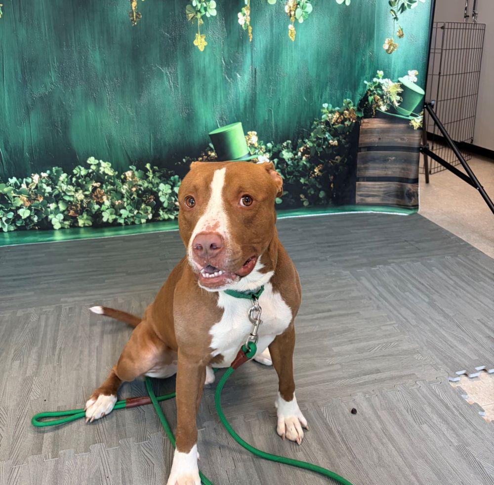 Enlarge Inu, a Adoptable Mixed Breed in Alexandria, VA image 1/6