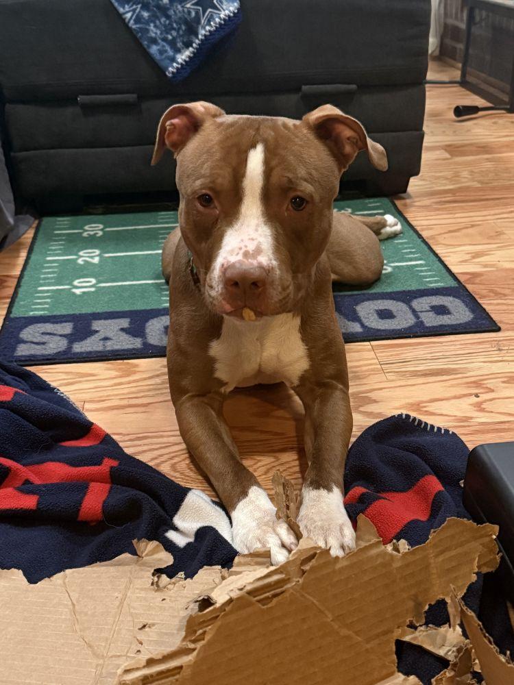 Enlarge Inu, a Adoptable Mixed Breed in Alexandria, VA image 2/6