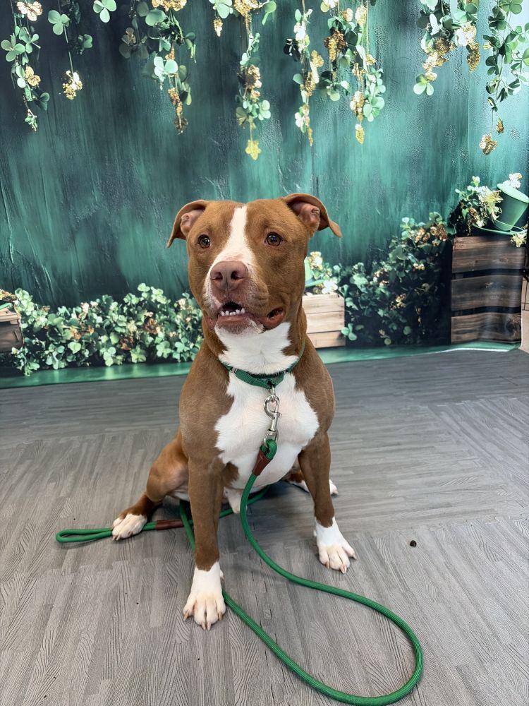 Enlarge Inu, a Adoptable Mixed Breed in Alexandria, VA image 4/6