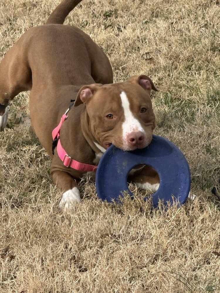 Enlarge Inu, a Adoptable Mixed Breed in Alexandria, VA image 5/6