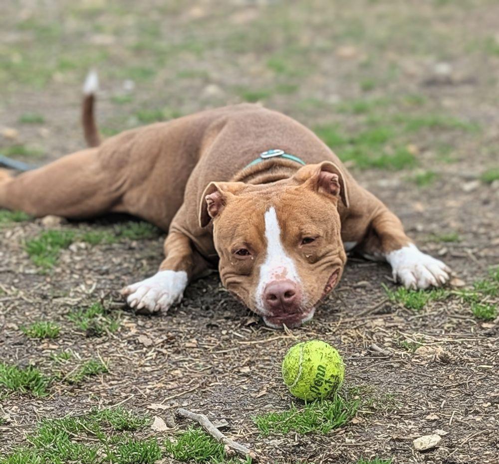 Enlarge Inu, a Adoptable Mixed Breed in Alexandria, VA image 6/6
