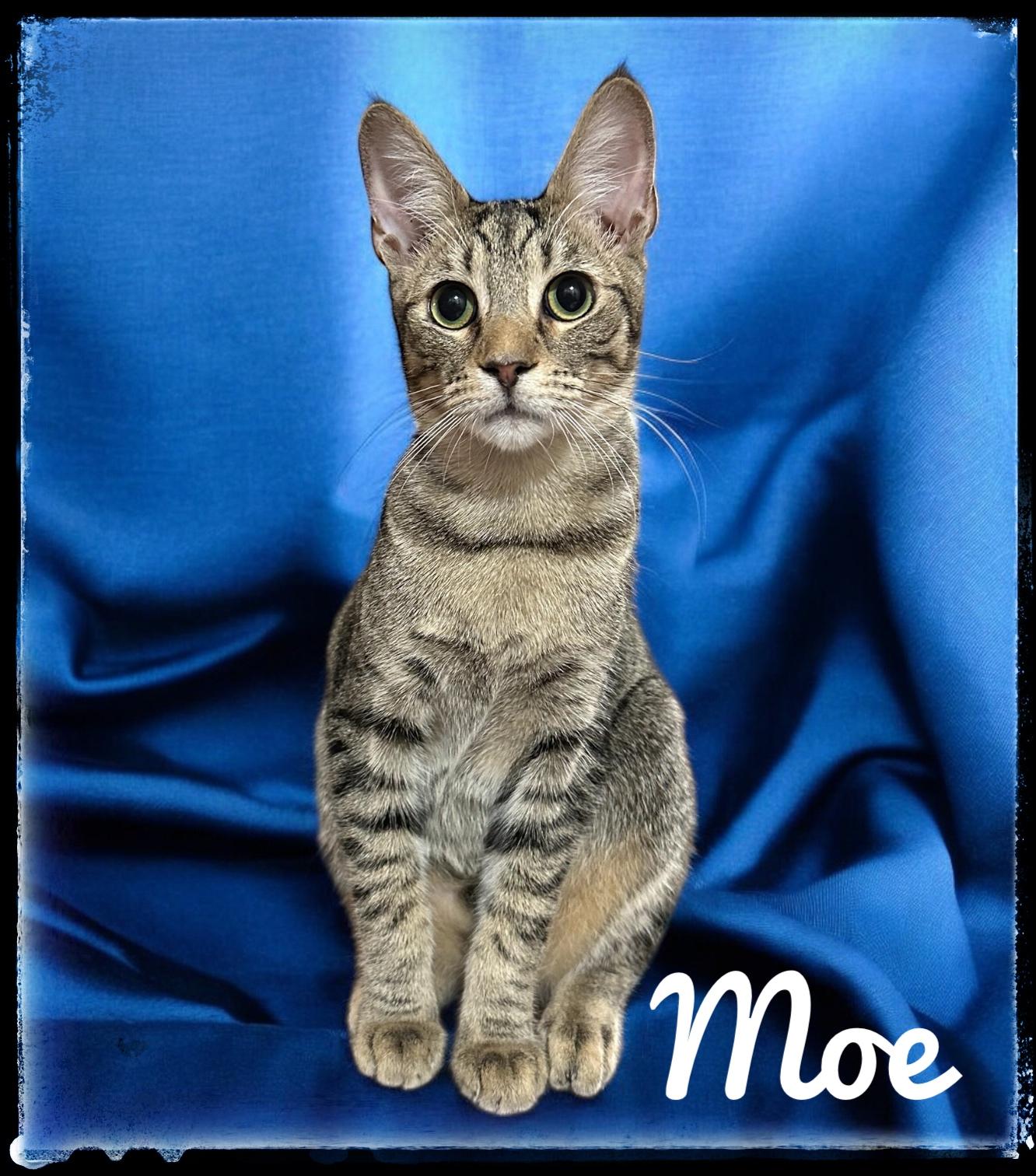 Moe, Adoptable, Young Male Domestic Short Hair.