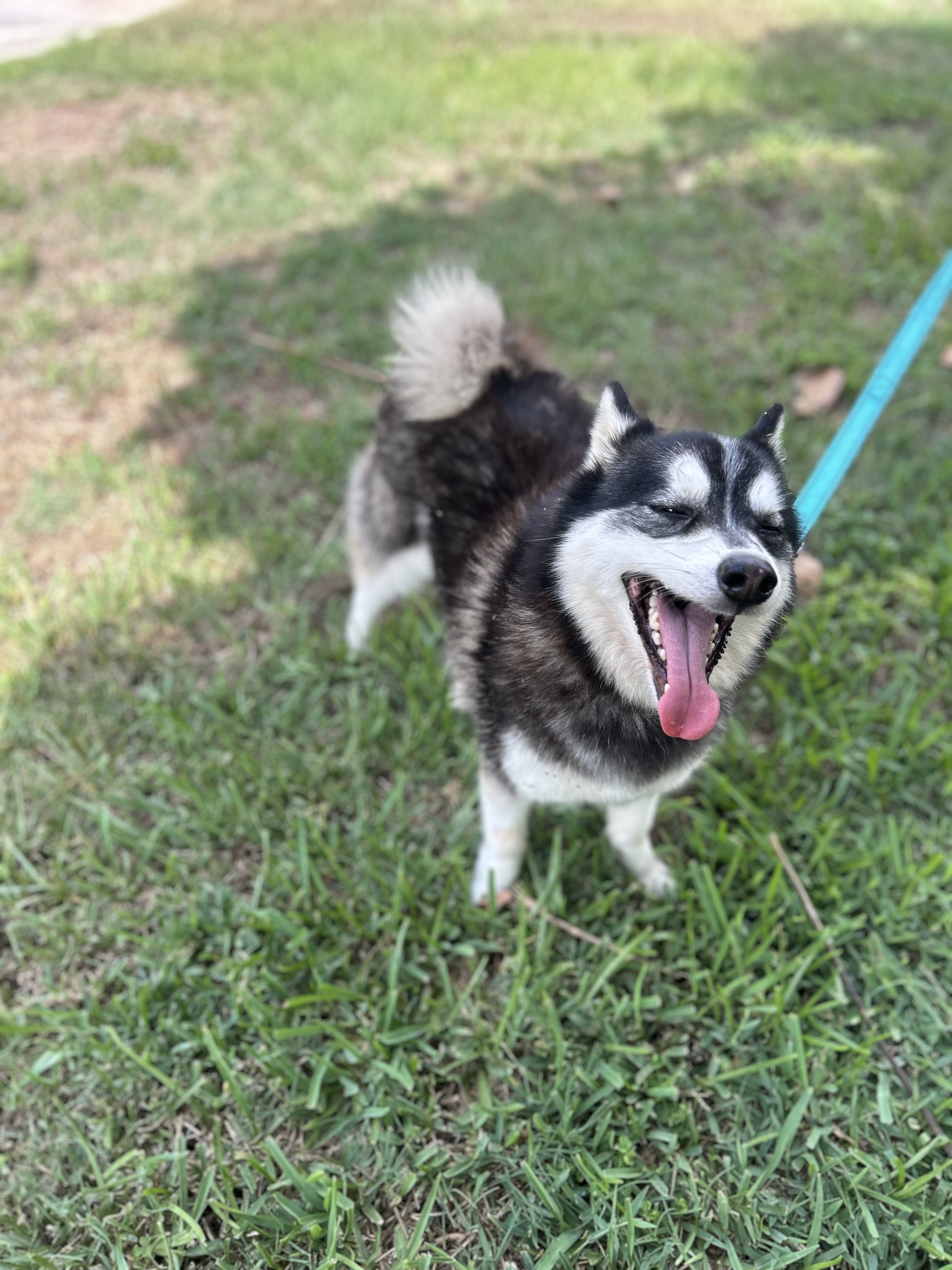 Enlarge Asher, a Adopted Pomsky in Haines city, FL image 2/4