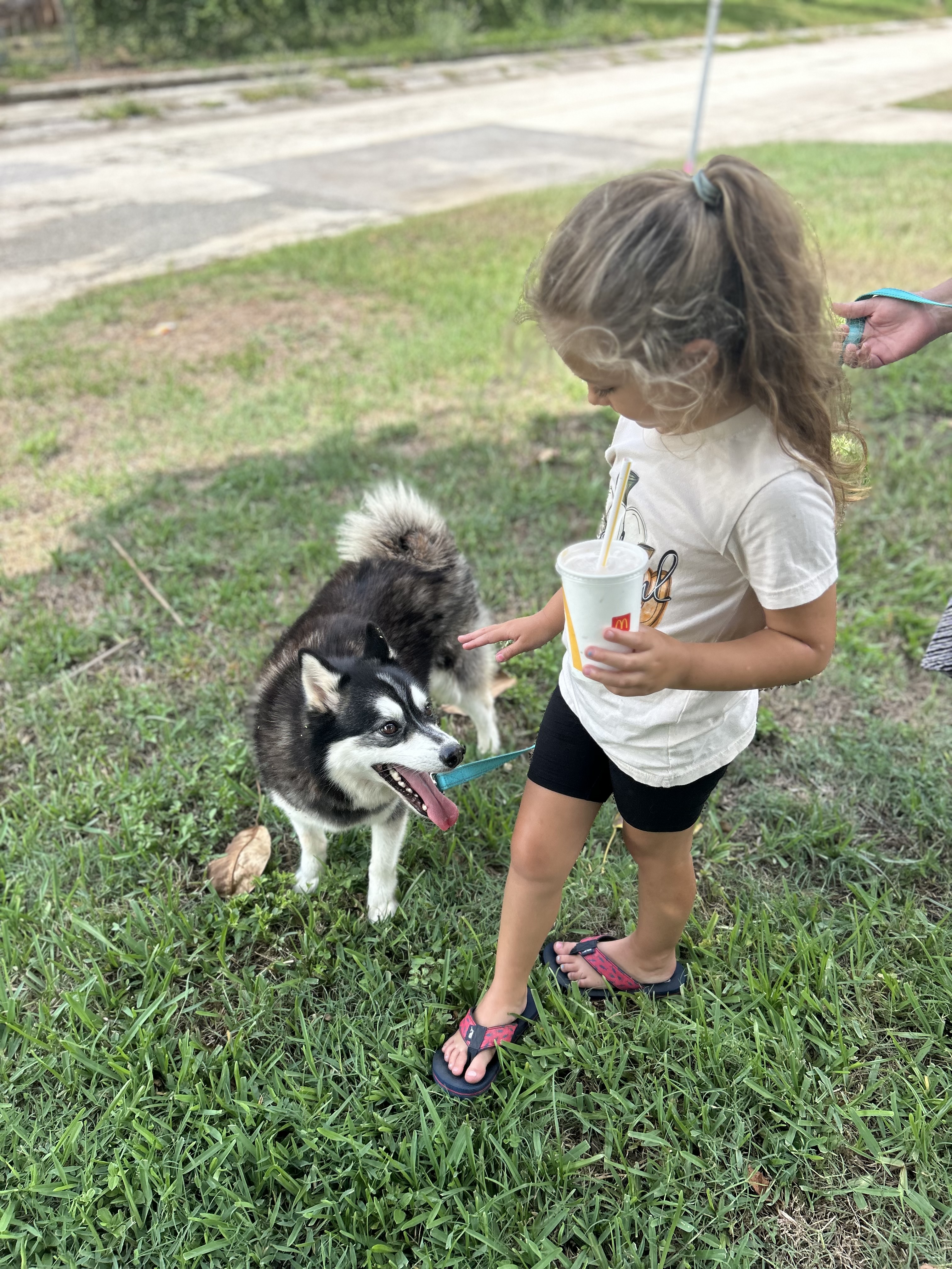 Enlarge Asher, a Adopted Pomsky in Haines city, FL image 4/4