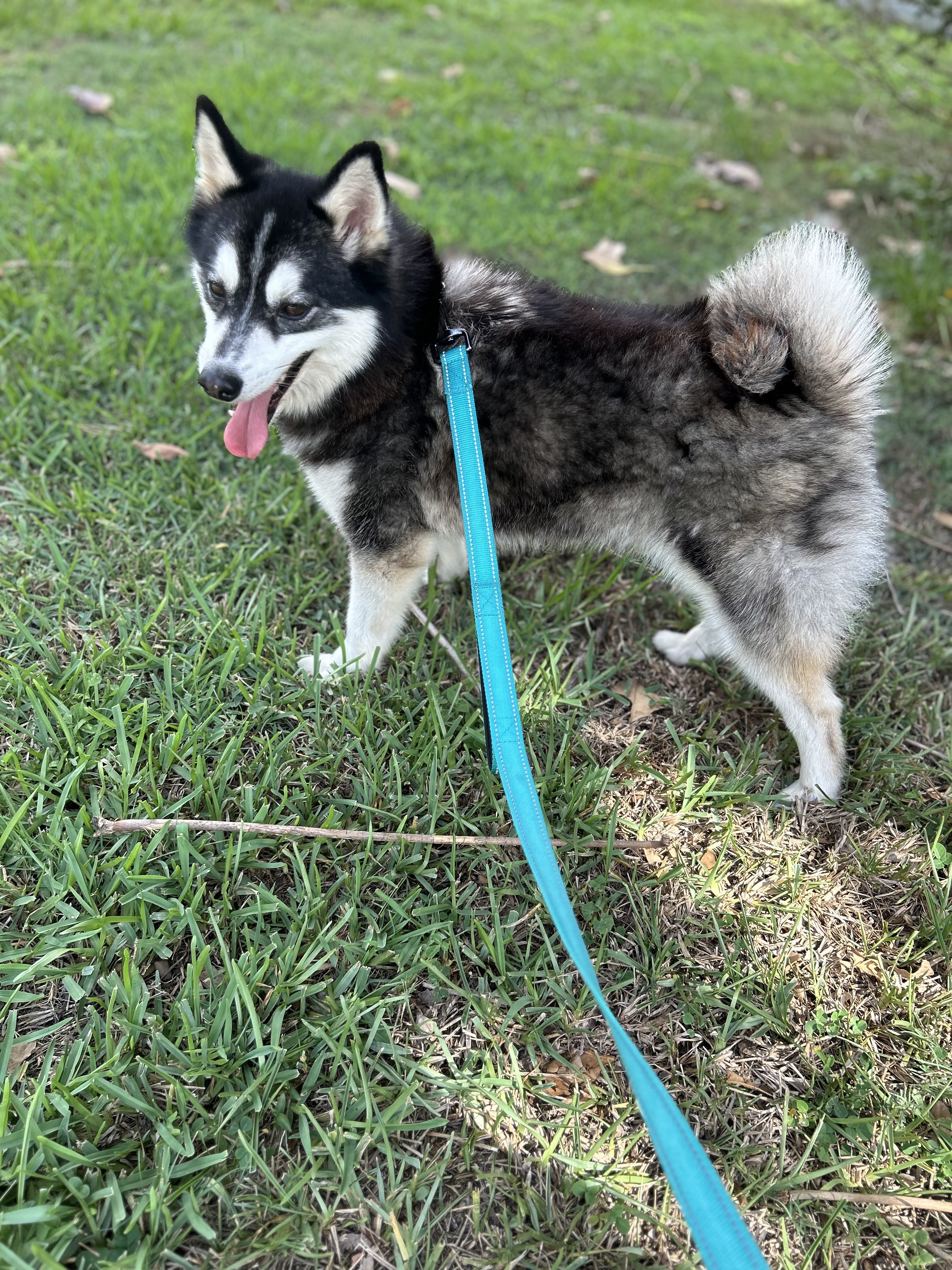 Enlarge Asher, a Adopted Pomsky in Haines city, FL image 1/4