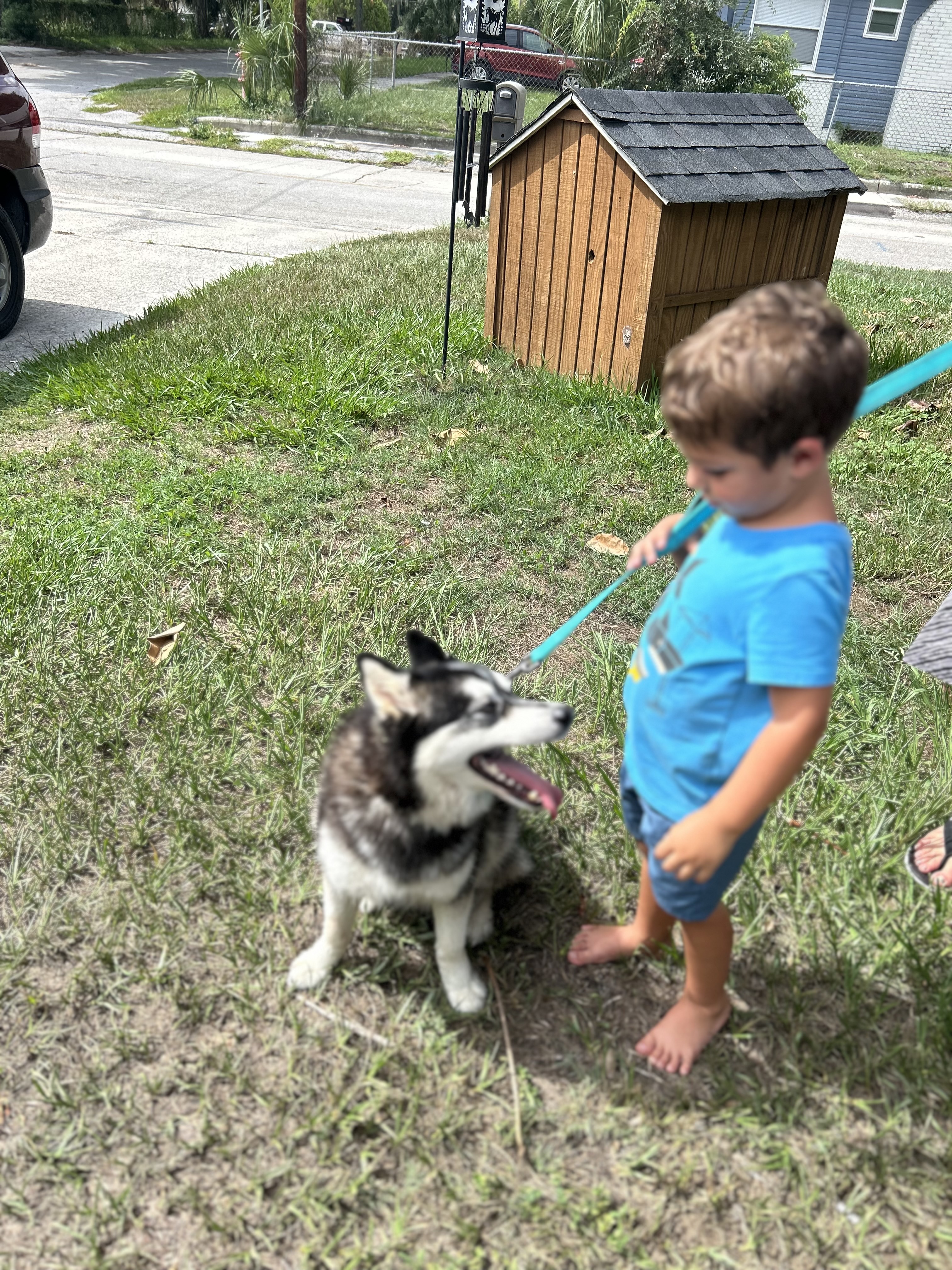 Enlarge Asher, a Adopted Pomsky in Haines city, FL image 3/4