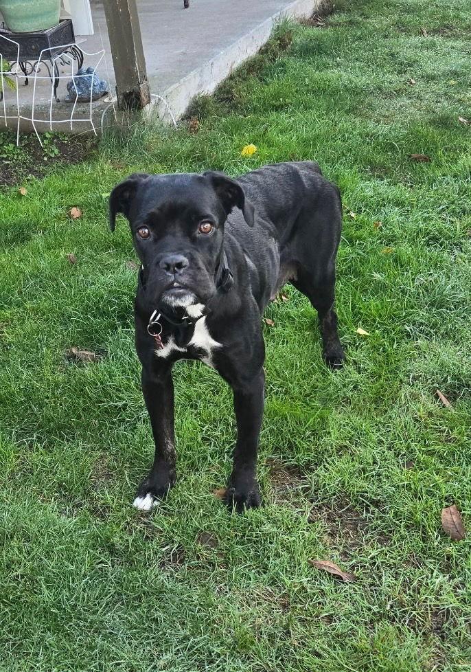 Bella 2025-4, Adoptable, Adult Female Boxer & Cane Corso.