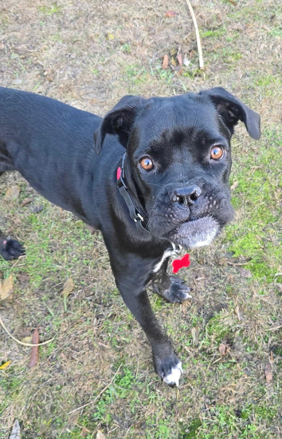 Bella 2025-4, a Adoptable mixed breed in Woodinville, WA image 3/3