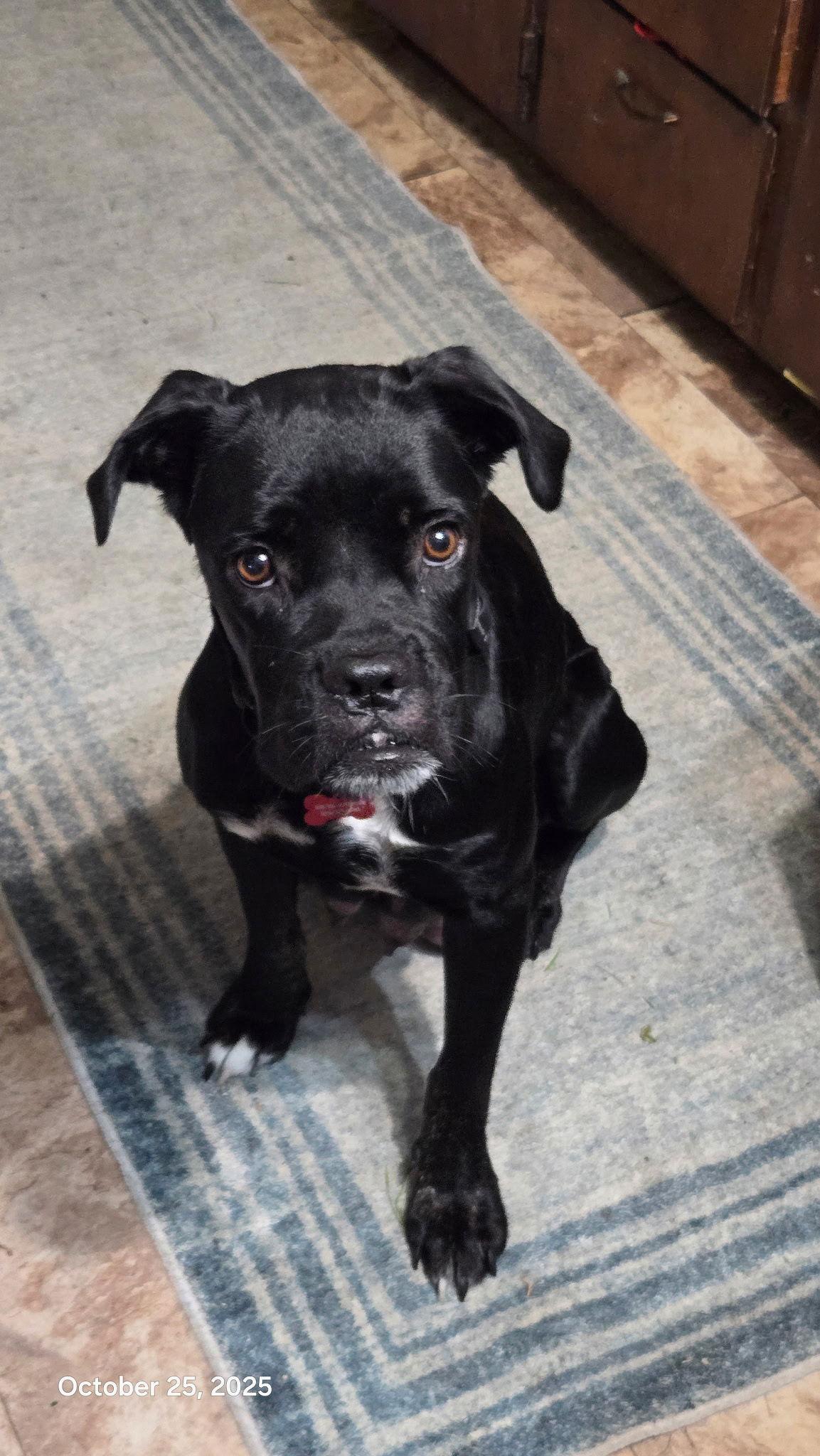 Enlarge Bella 2025-4, a Adoptable mixed breed in McMinnville, OR image 3/3