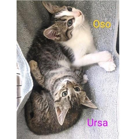 Ursa, an adoptable Tabby in Salt Lake City, UT, 84109 | Photo Image 2
