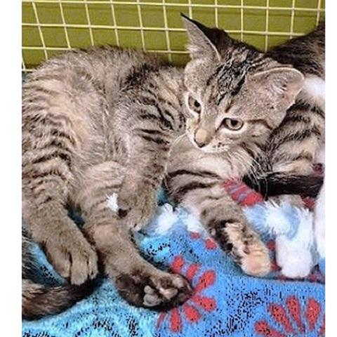 Ursa, an adoptable Tabby in Salt Lake City, UT, 84109 | Photo Image 1