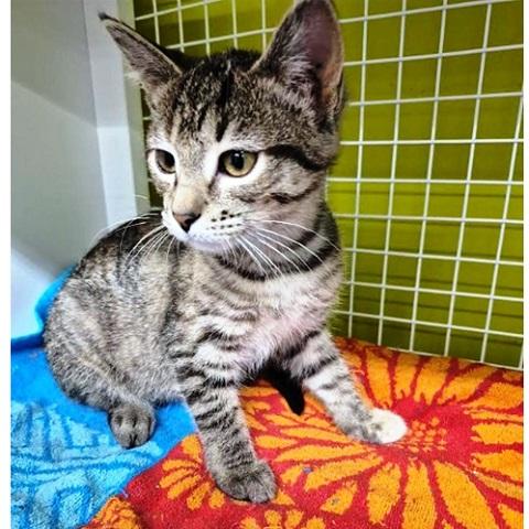 Ursa, an adoptable Tabby in Salt Lake City, UT, 84109 | Photo Image 2