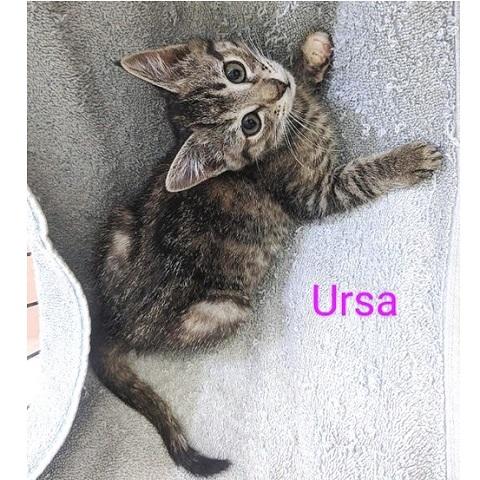 Ursa, an adoptable Tabby in Salt Lake City, UT, 84109 | Photo Image 1
