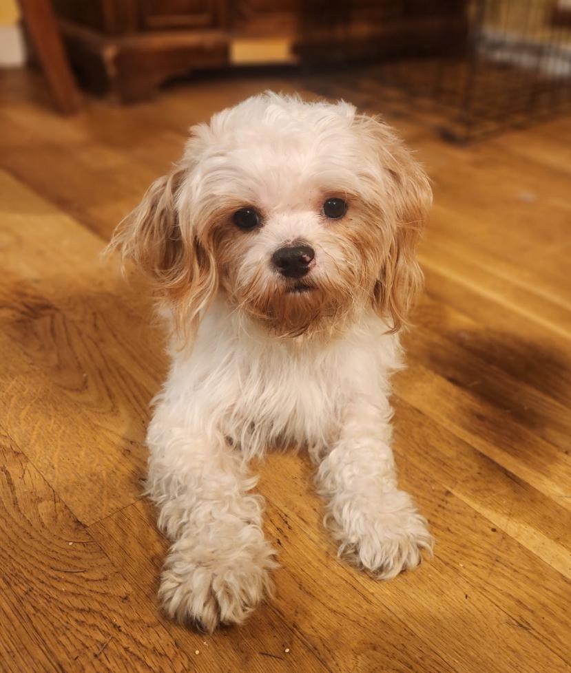 Bailey