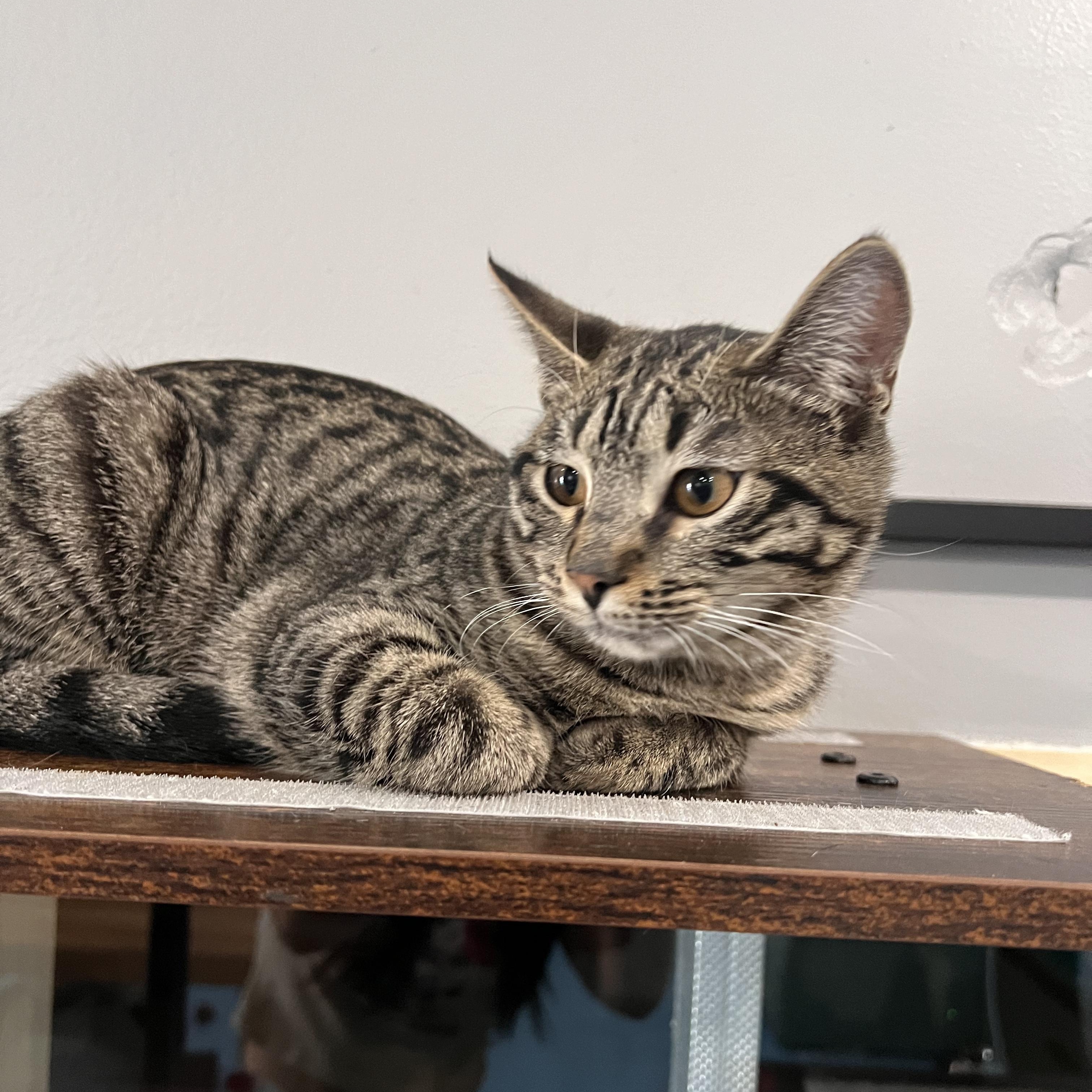Cat for adoption Pebbles, a Tabby & Domestic Short Hair Mix in