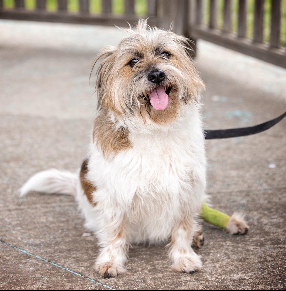 Enlarge Cheeto, a Adoptable mixed breed in Elwood, IL image 4/6