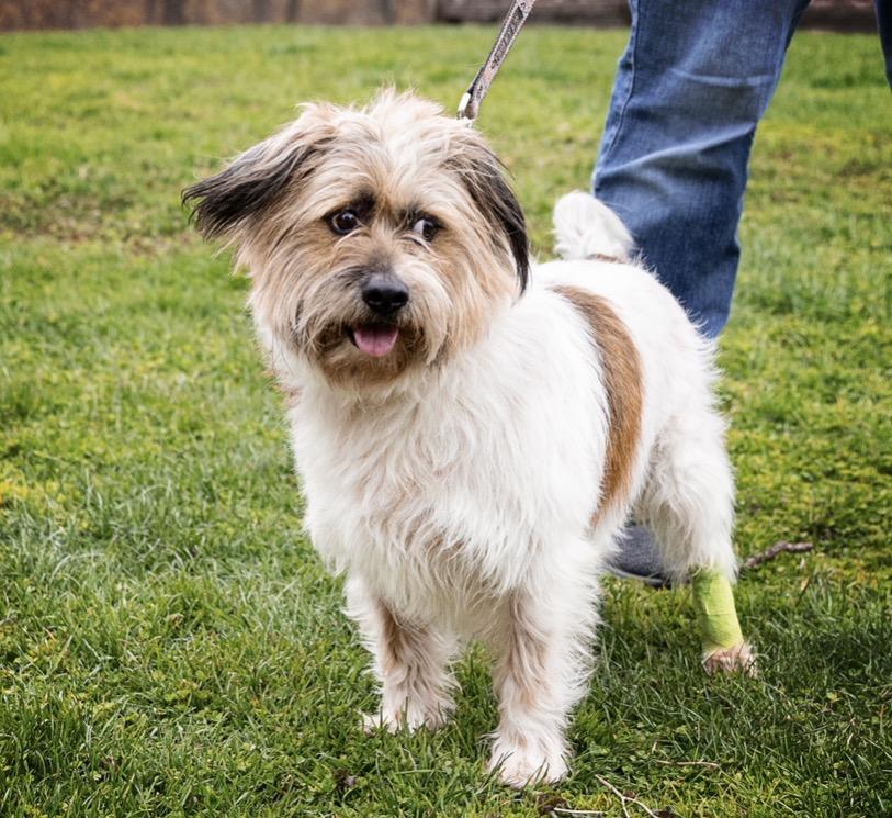 Enlarge Cheeto, a Adoptable mixed breed in Elwood, IL image 5/6
