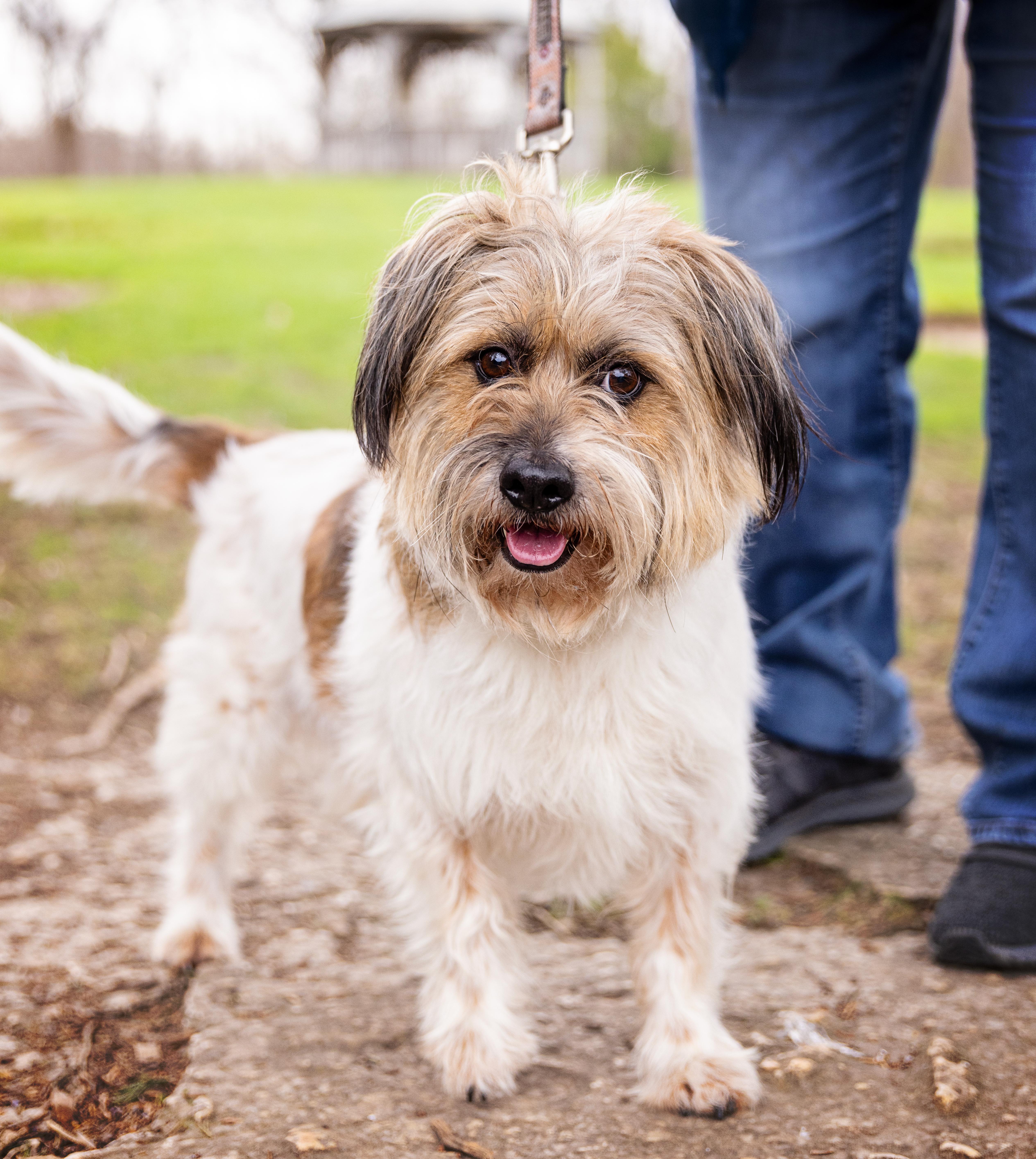 Enlarge Cheeto, a Adoptable mixed breed in Elwood, IL image 1/6