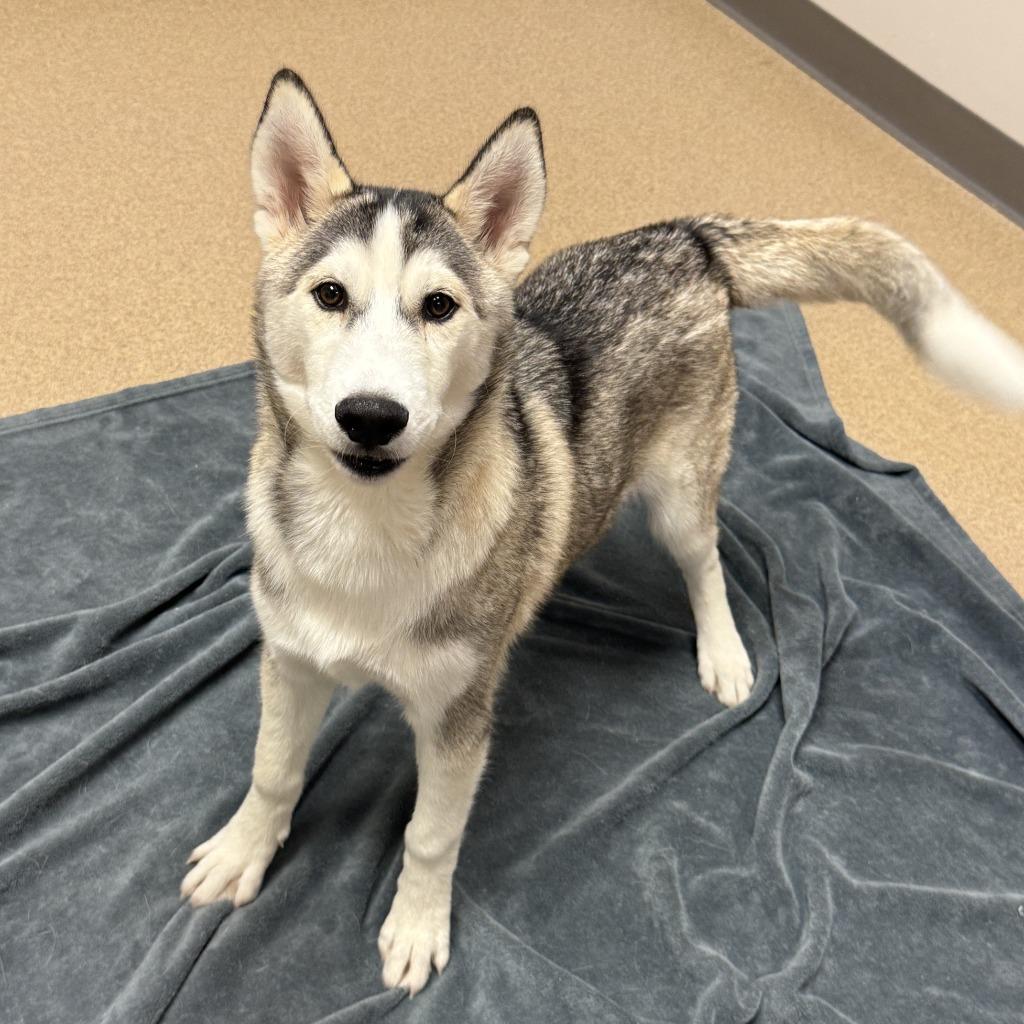 Enlarge Otter, a Adoptable Husky in Brenham, TX image 2/5