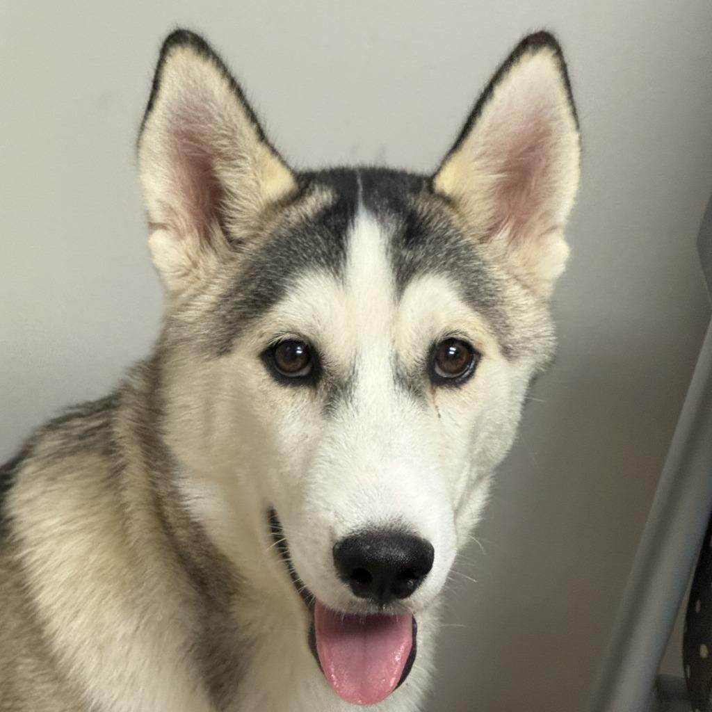 Otter, Adoptable, Puppy Male Husky.