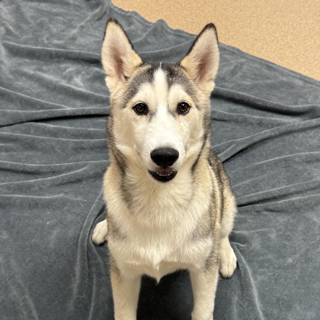 Enlarge Otter, a Adoptable Husky in Brenham, TX image 3/5