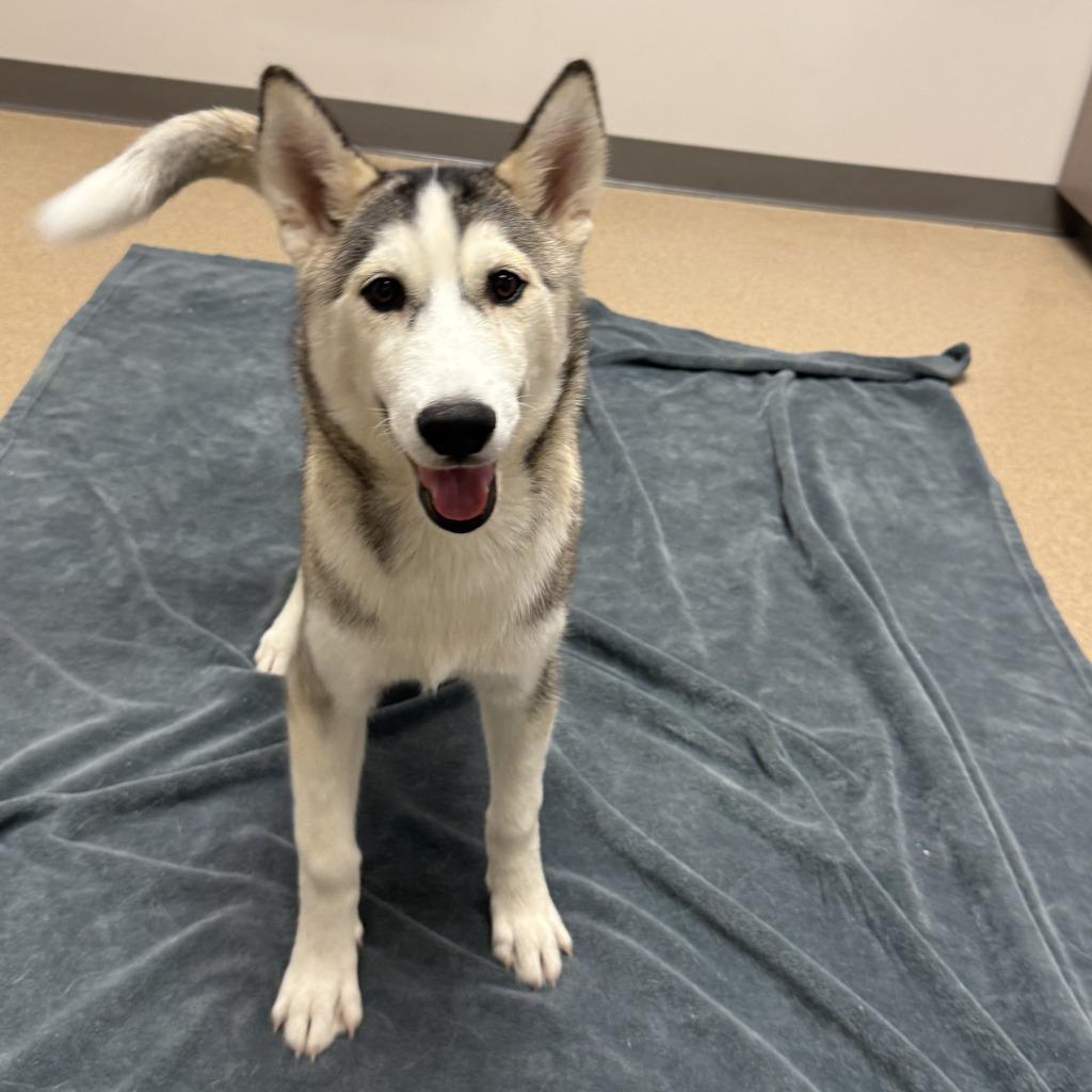 Enlarge Otter, a Adoptable Husky in Brenham, TX image 4/5