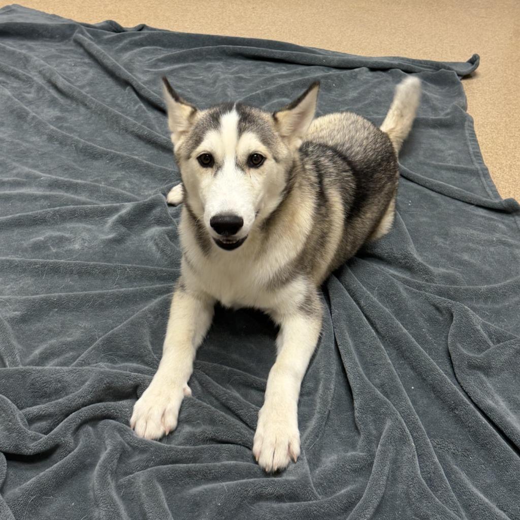 Enlarge Otter, a Adoptable Husky in Brenham, TX image 5/5