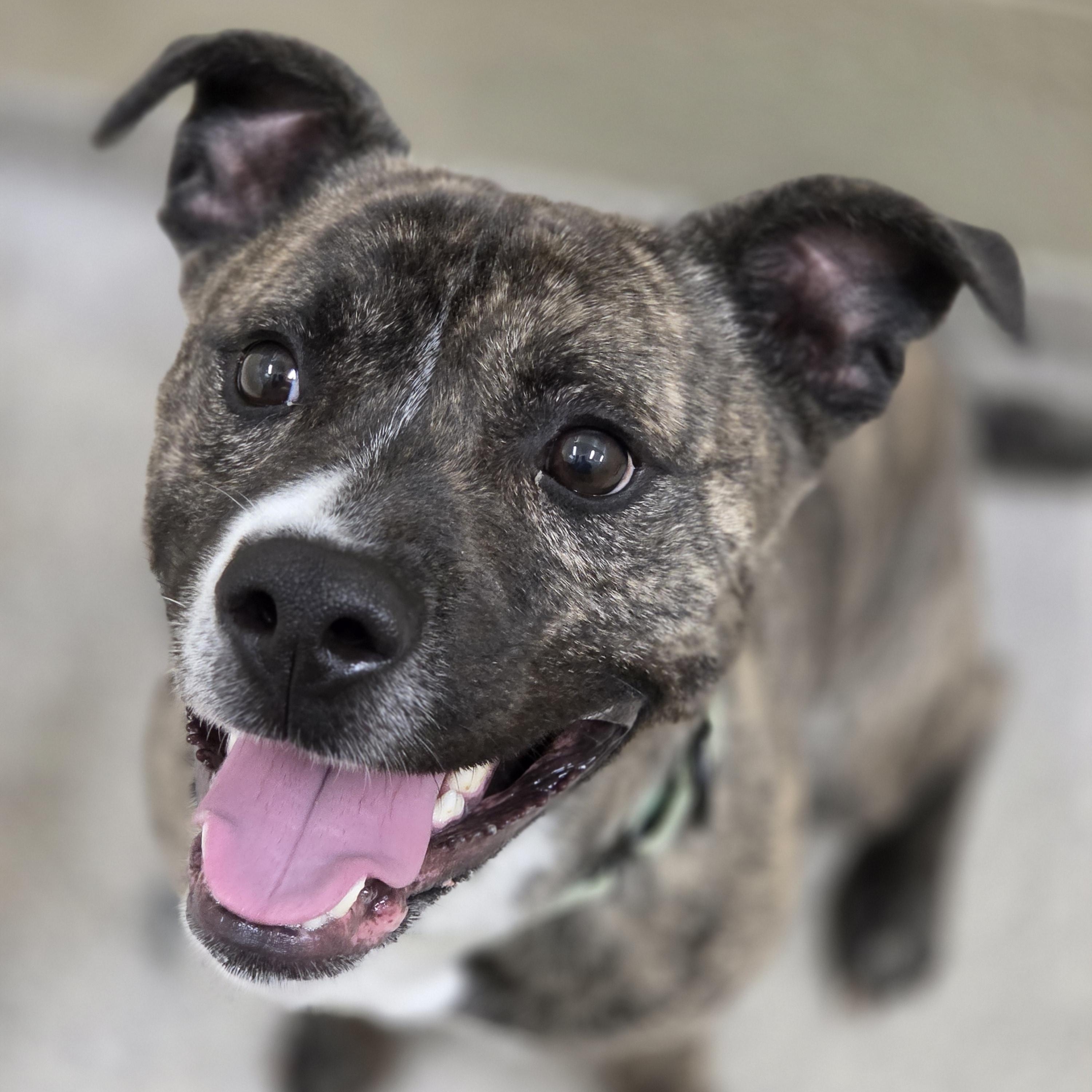 Enlarge Fender, a ADOPTABLE mixed breed in Youngstown, OH image 2/4