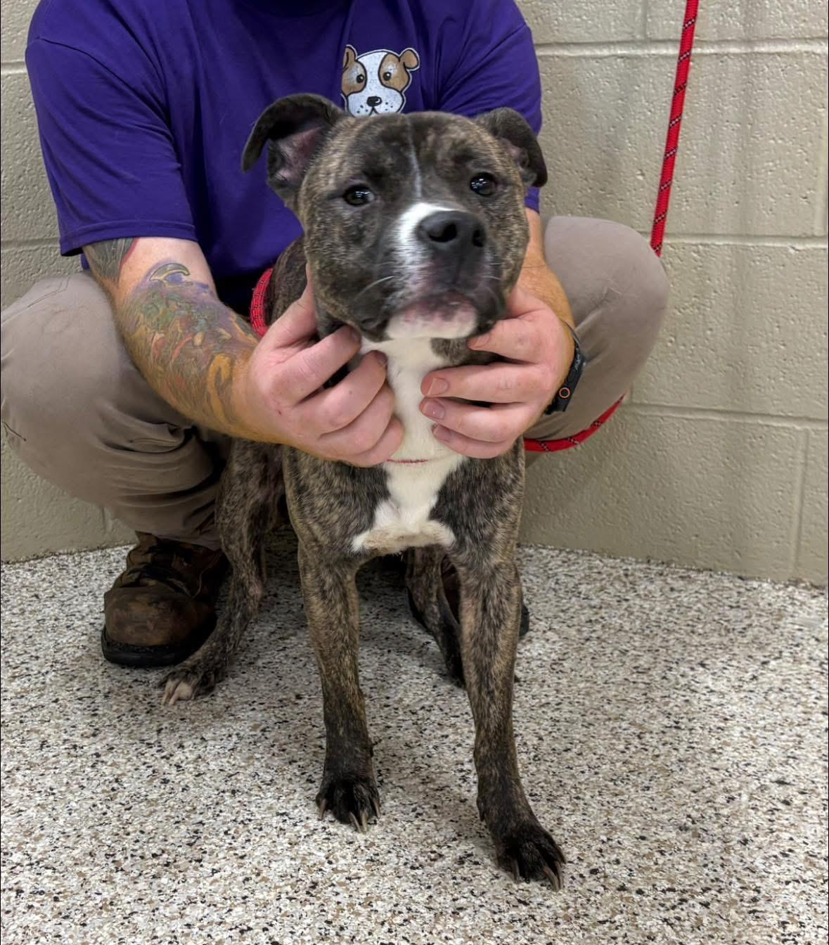 Enlarge Fender, a ADOPTABLE mixed breed in Youngstown, OH image 4/4