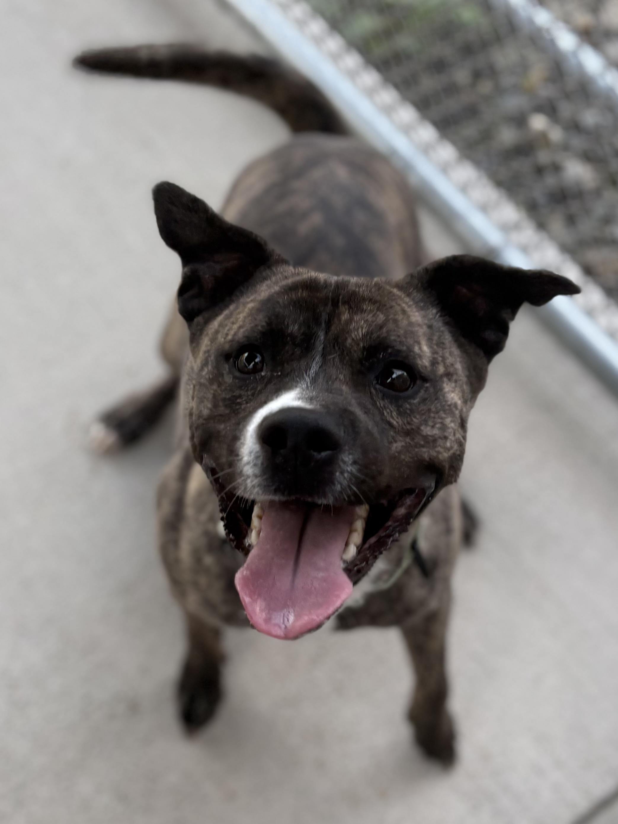 Enlarge Fender, a ADOPTABLE mixed breed in Youngstown, OH image 3/4