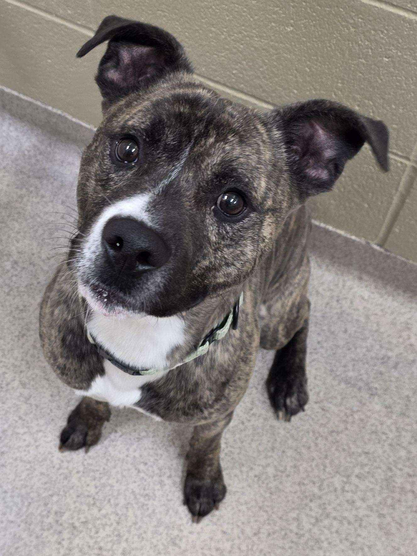 Enlarge Fender, a ADOPTABLE mixed breed in Youngstown, OH image 1/4