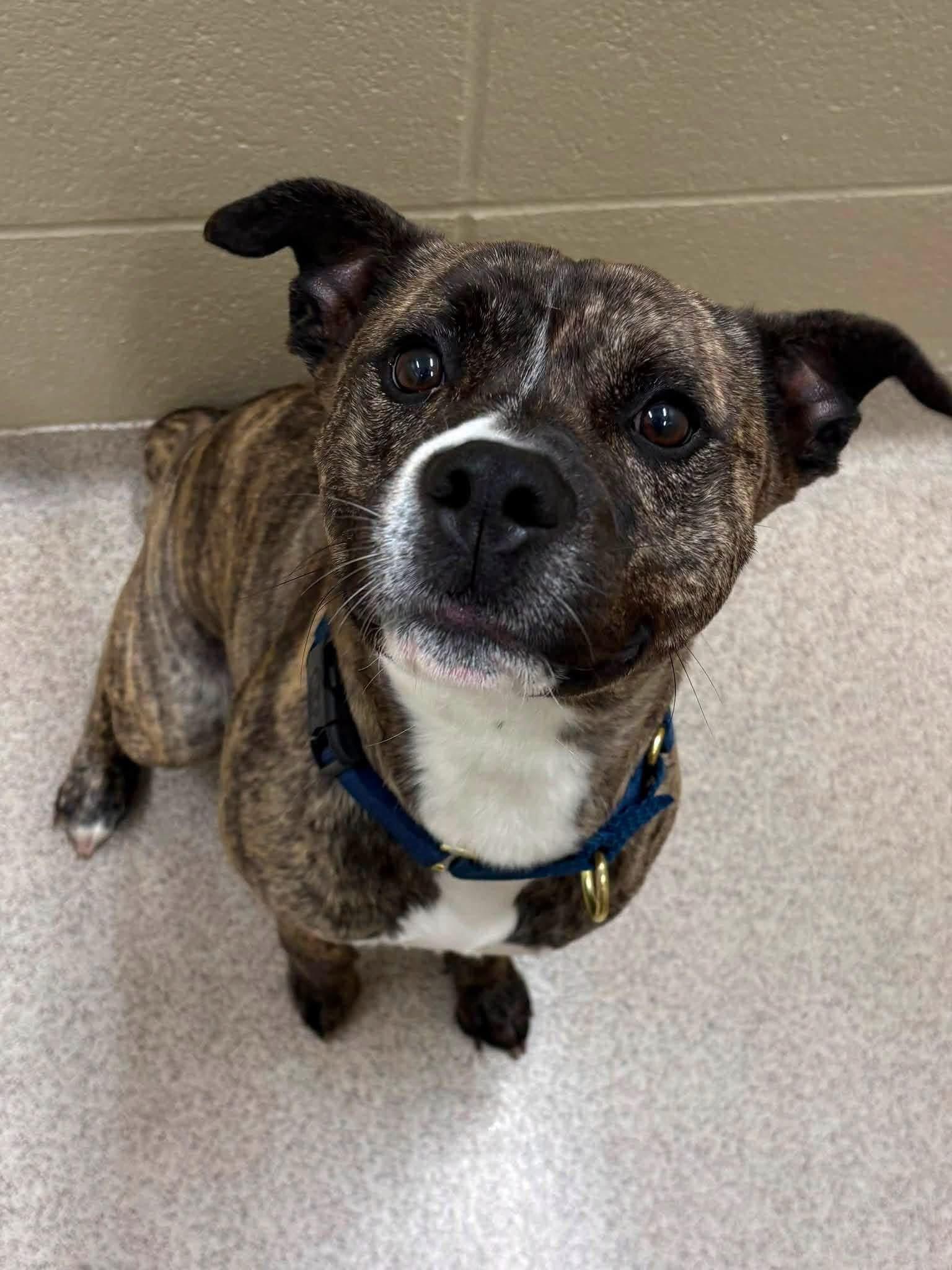 Fender, ADOPTABLE, Adult Male Pit Bull Terrier.