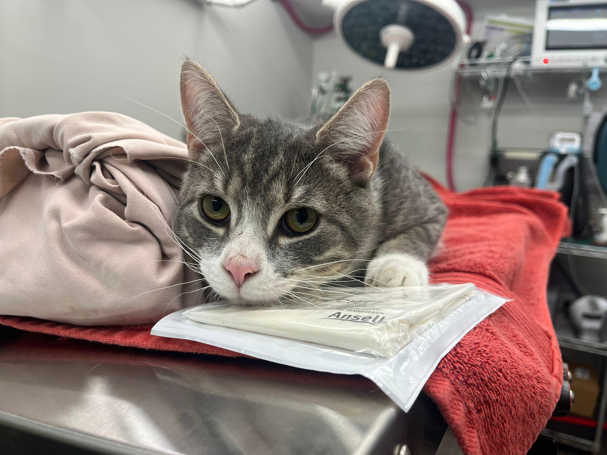 Linus, Adopted, Young Male Domestic Short Hair.