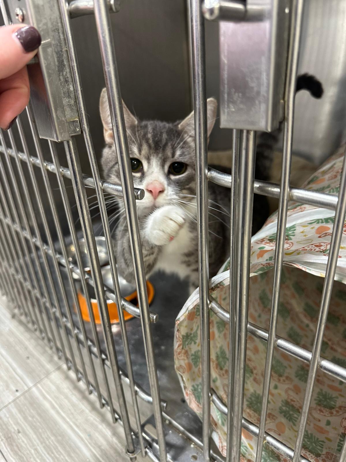 Linus, a Adopted Domestic Short Hair in Philadelphia, PA image 2/4