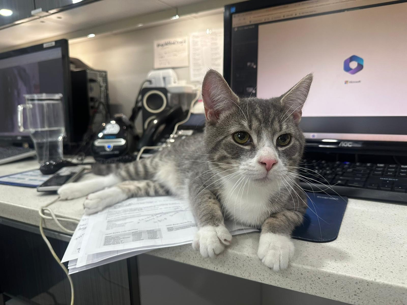 Linus, a Adopted Domestic Short Hair in Philadelphia, PA image 3/4