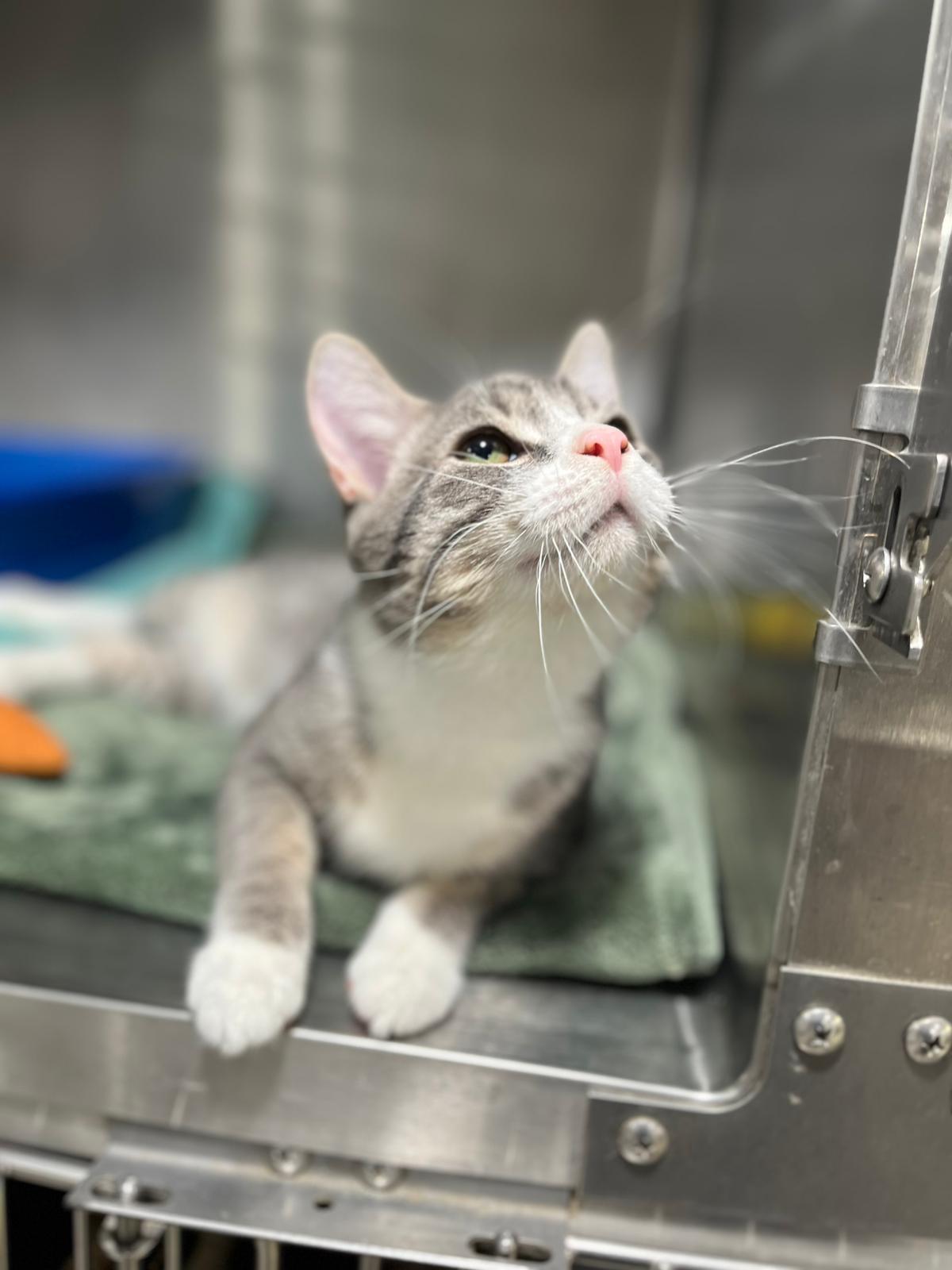 Linus, a Adopted Domestic Short Hair in Philadelphia, PA image 4/4