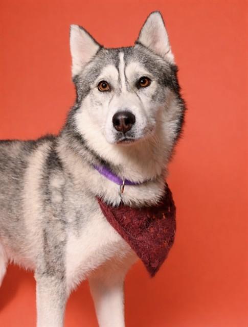 Enlarge GREG - ADOPTION PENDING, a Adoptable Siberian Husky in Ontario, CA image 1/1