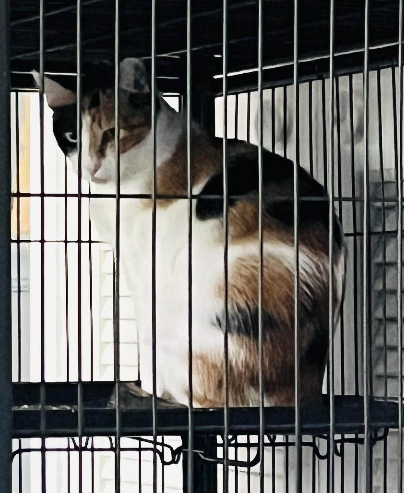 ChrysantheMum, Adoptable, Young Female Domestic Short Hair.