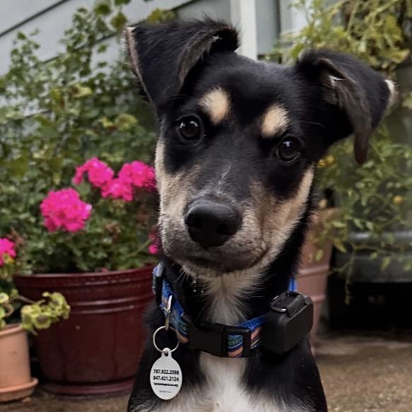 Howie-so sweet, Adopted, Young Male Australian Kelpie.