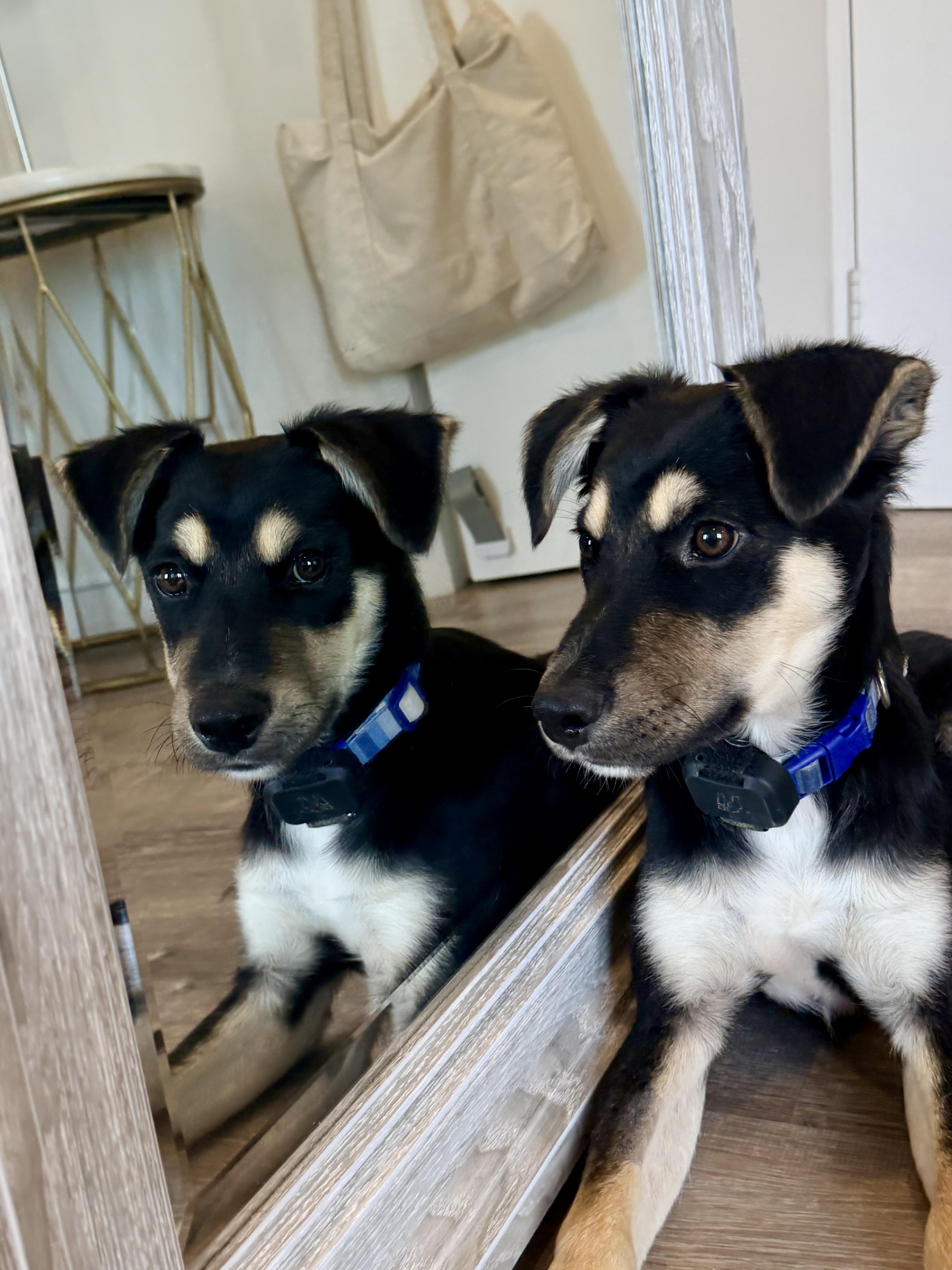 Enlarge Howie-so sweet, a Adopted mixed breed in Peoria, , IL image 3/5