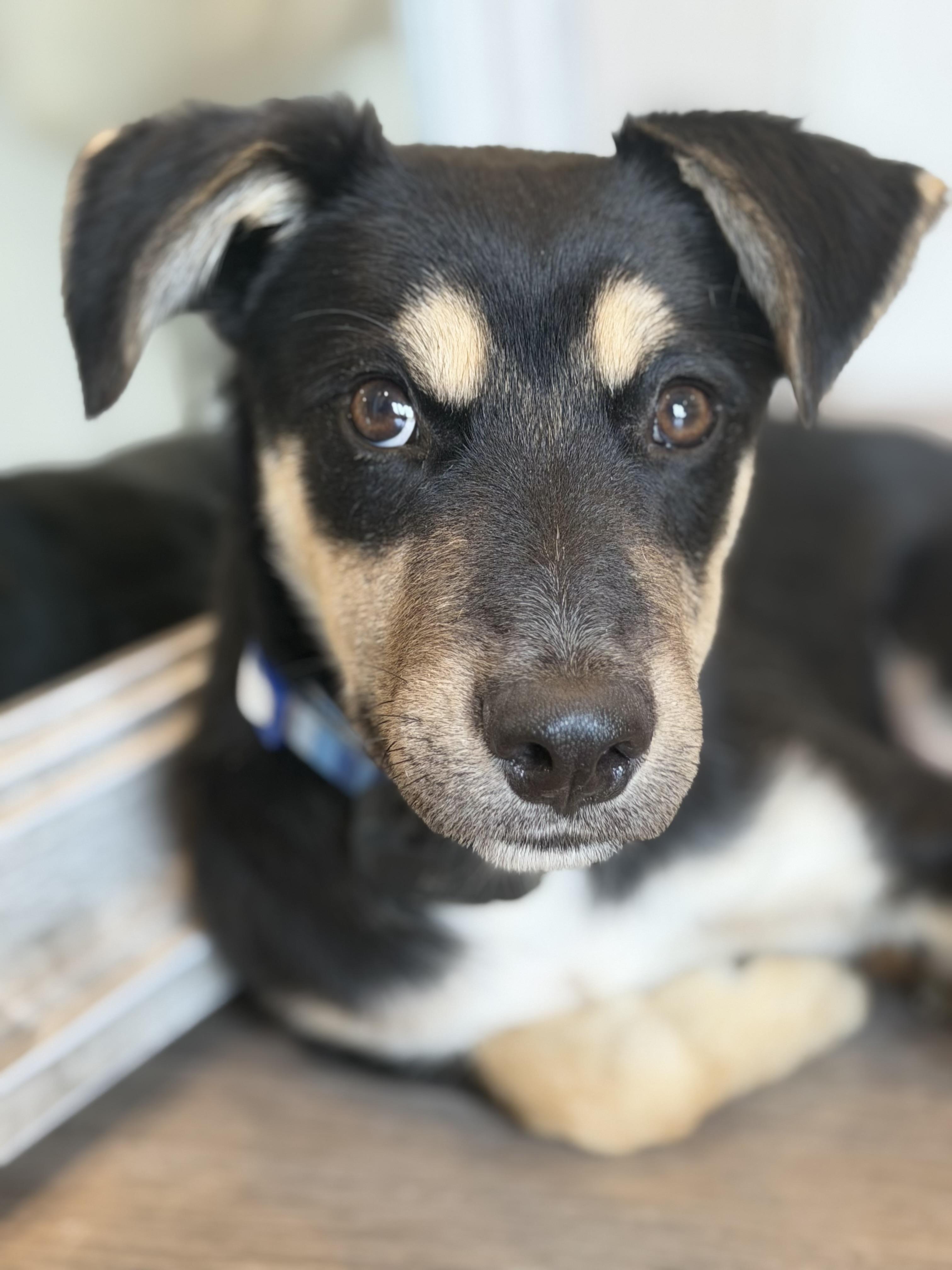 Enlarge Howie-so sweet, a Adopted mixed breed in Peoria, , IL image 4/5