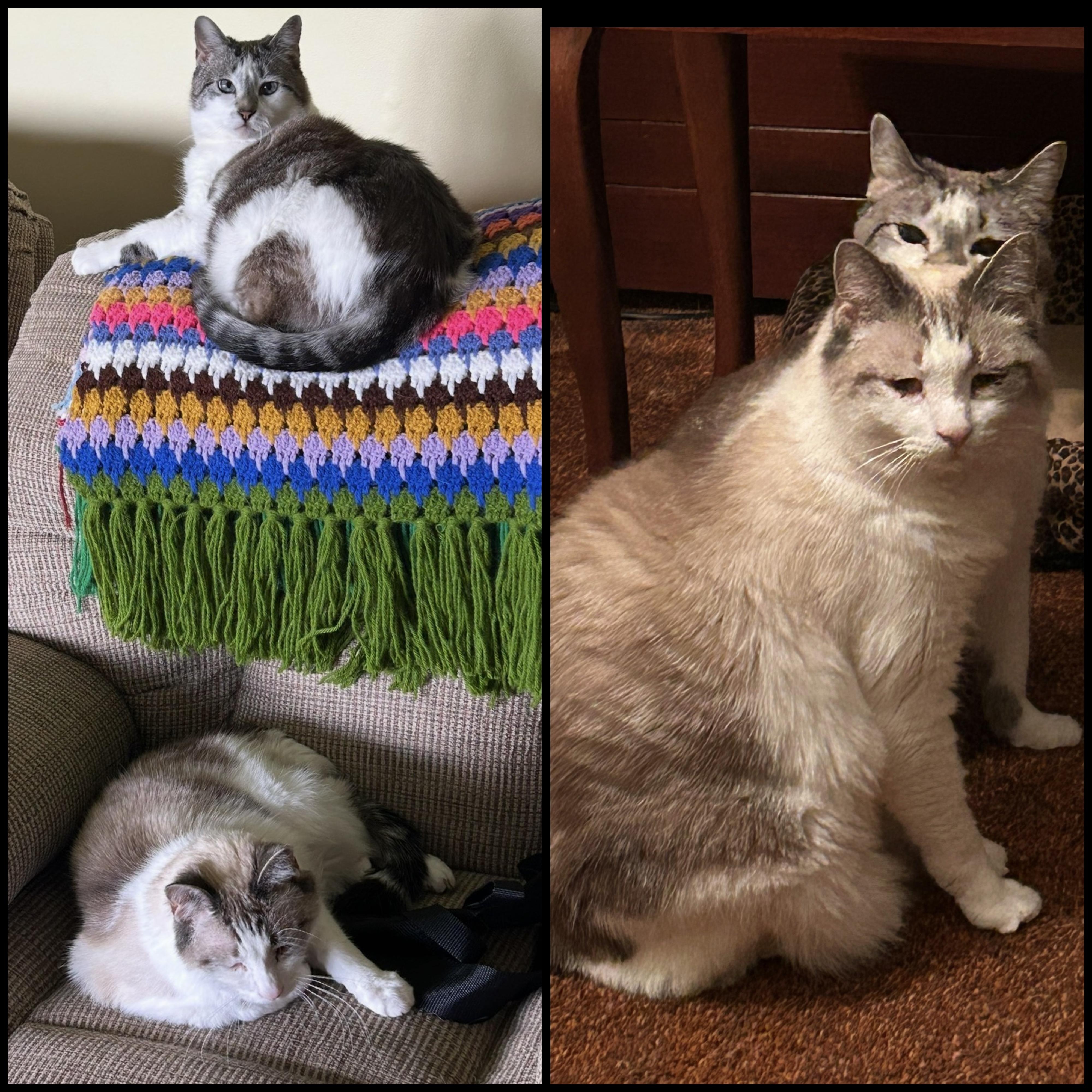 Enlarge Kip & Bella (BIOLOGICAL SIBLINGS - BONDED PAIR), a Adopted mixed breed in Scranton, PA image 1/5